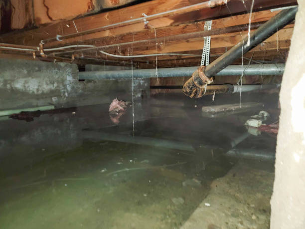 Best Water damage restoration near me  in Kaunakakai, HI
